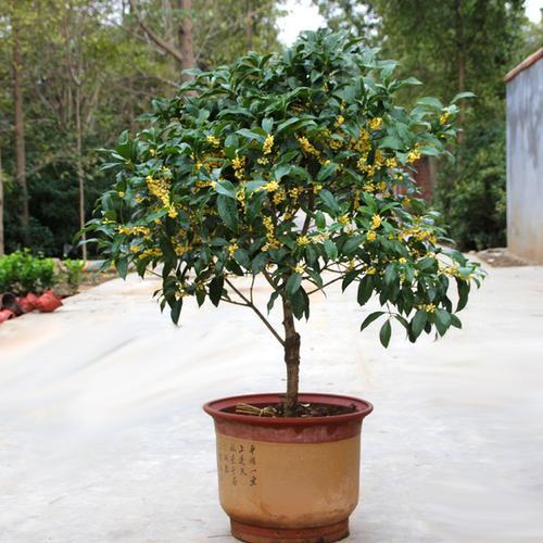 陽臺養盆四季桂的養護注意事項，這三點最為重要