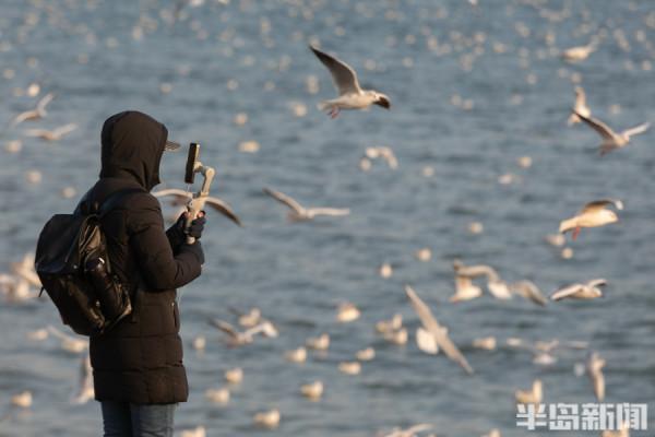 棧橋海鷗最佳觀賞季來了
