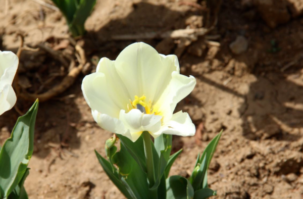 園藝新人入門養花就種“球”，降溫盆栽這3款，好看又好活