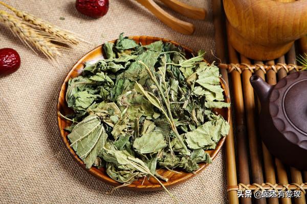 每天一味中藥－桑葉