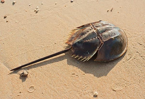 每升10萬！活了4.5億年的動物被人類瘋狂抽血，每年死亡11萬隻