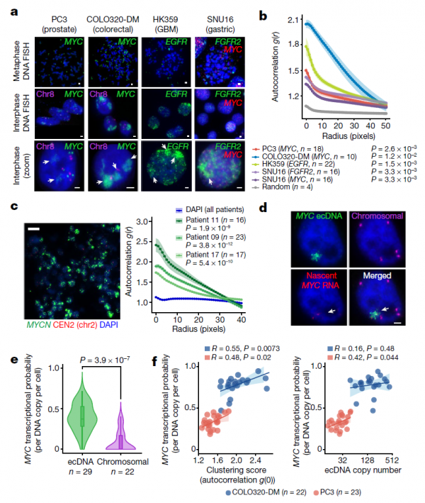 開啟抗癌新思路！Nature：ecDNA“抱團行動”促使癌基因表達擴增