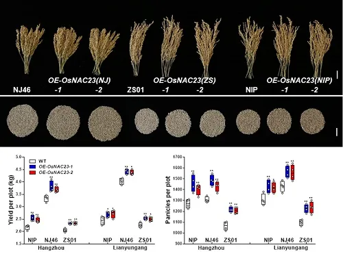 植物也含&OpenCurlyDoubleQuote;胰島素&rdquo;？還能&OpenCurlyDoubleQuote;控糖&rdquo;促增產
