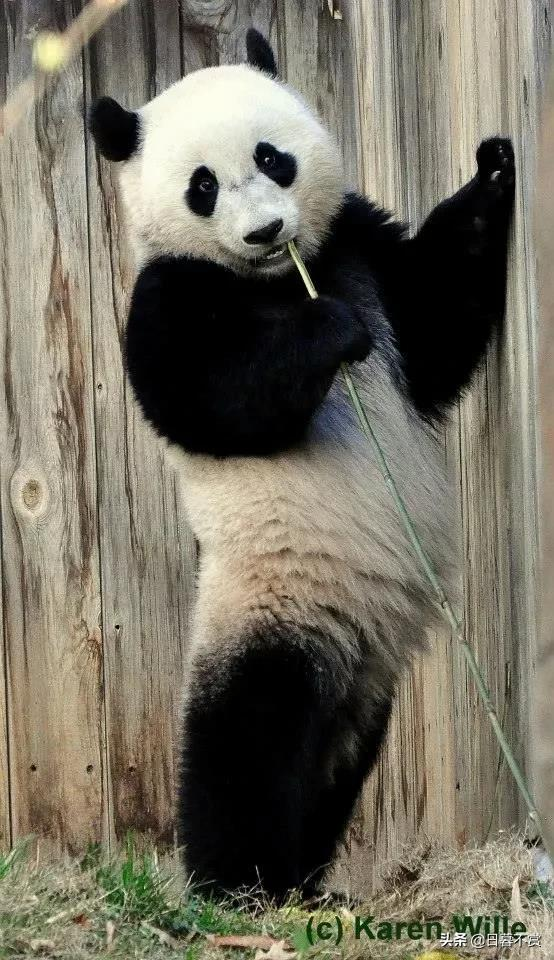 中國的國寶&mdash;&mdash;熊貓