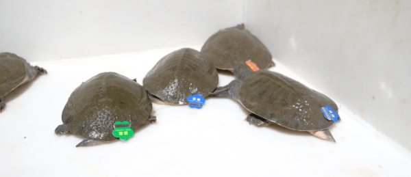 浙江大爺養殖烏鱉，透過稻鱉共養走向致富，年銷售額五千萬元