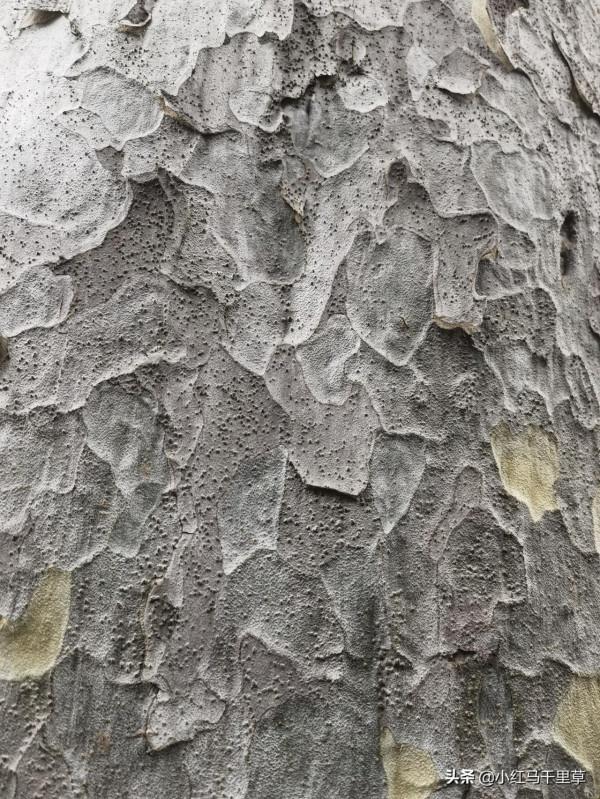 北京行記(十二)香山公園(上)——勤政殿、靜翠湖、大永安禪寺 北京行記(十二)香山公園(上)——勤政殿、靜翠湖、大永安禪寺