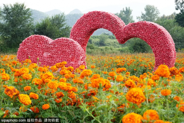 免費!這個浪漫如普羅旺斯的花海,就在咱北京! 免費!這個浪漫如普羅旺斯的花海,就在咱北京!