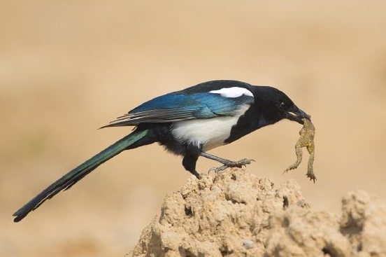 喜鵲變兇禽了？鵲擊長空鬥金雕，圈養麻雀似牛羊，落地抓魚捕鼠兔