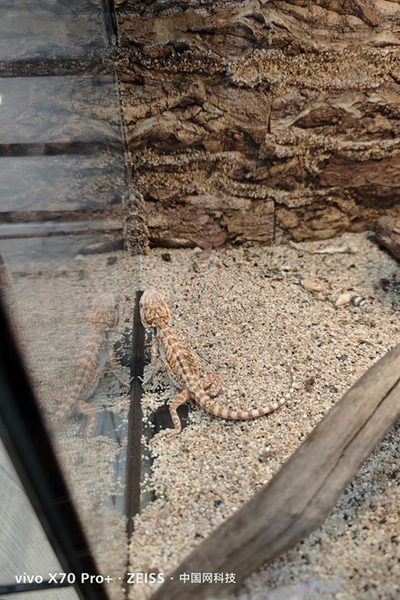 vivo X70 Pro+上手體驗：一部可以讓人愛上攝影的高階旗艦