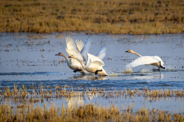 大美秋天！每一張都是桌布