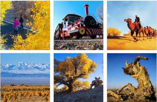 金秋時節,新疆戈壁的胡楊林穿上了華麗的服裝 金秋時節,新疆戈壁的胡楊林穿上了華麗的服裝