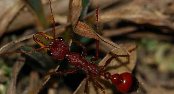 世界上最大的螞蟻 世界上最大的螞蟻