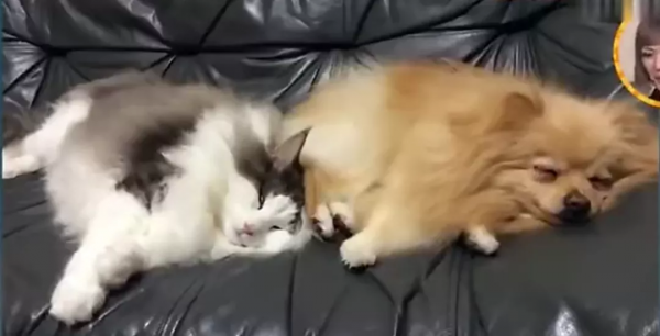 被殘疾貓媽養大的小豬,堅定地認為自己是隻貓,網友:豬咪? 被殘疾貓媽養大的小豬,堅定地認為自己是隻貓,網友:豬咪?