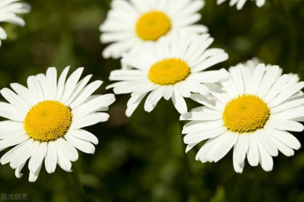 密密麻麻的花,一開花就“剎不住車”,這樣的陽臺誰不喜歡 密密麻麻的花,一開花就“剎不住車”,這樣的陽臺誰不喜歡