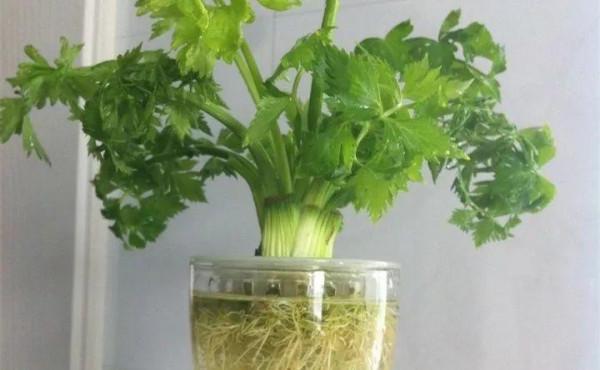 吃剩的青菜根，埋進花盆裡，澆點水，冒出小菜園，半年摘不完