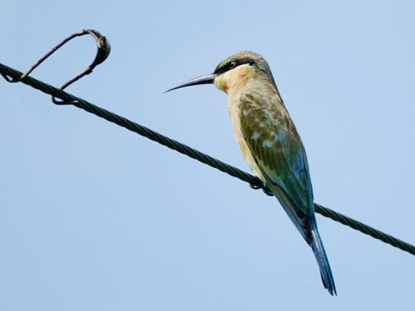 廣東恩平七星坑保護區首次記錄國家二級野生動物慄喉蜂虎