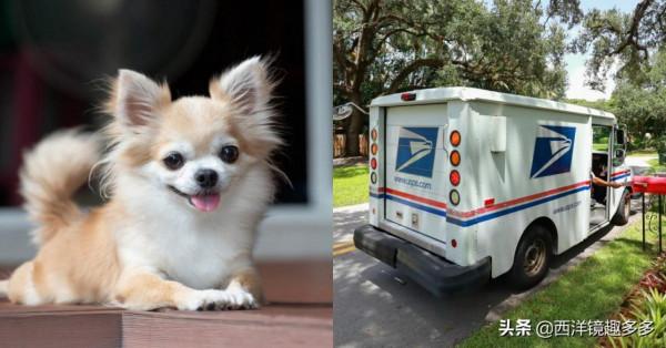 始於一個擁抱，小狗愛上快遞員，每天在家門口等著他的到來