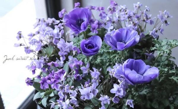 2022年最流行長春花藍,你的花園要緊追潮流嗎?看看這6種植物吧 2022年最流行長春花藍,你的花園要緊追潮流嗎?看看這6種植物吧