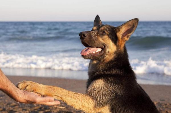 想養狗，先戒掉你這5個壞習慣吧