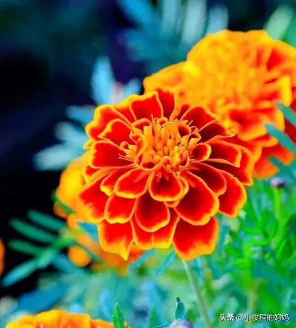 分享——孔雀草花