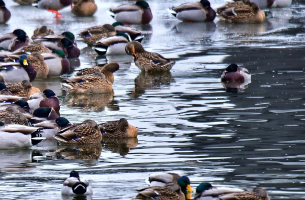 三九不覺寒，暖陽野鴨伴！海陀山下千隻野鴨“做客”媯水河