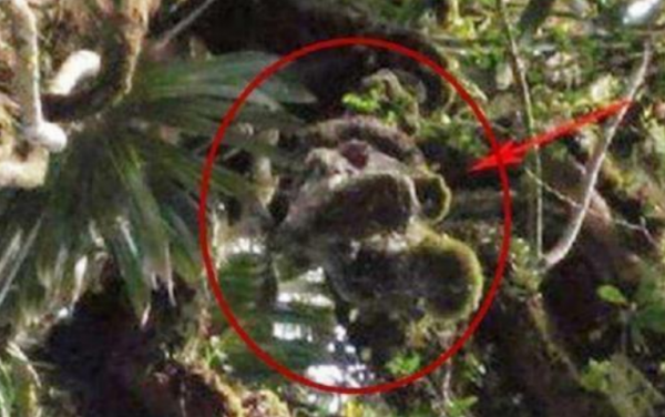 飛行員跳傘，不幸被掛樹上70年，身體竟和樹枝融為一體