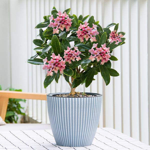 “壽命長”的11種花，好養寓意好，越養越值錢