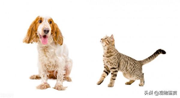 為什麼犬科幹不過貓科，從體型、體能及身體結構上看，會一目瞭然