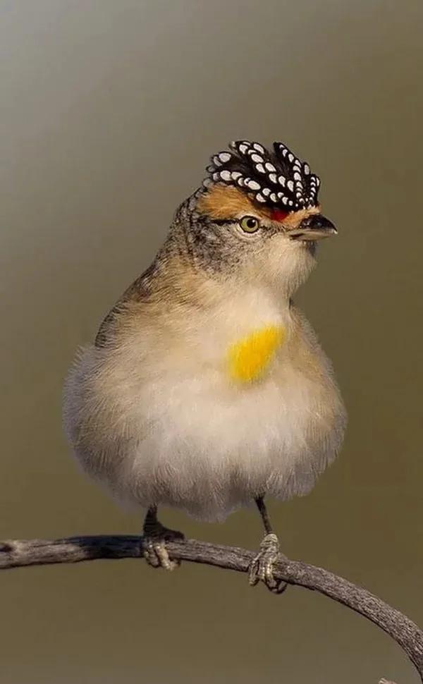 這髮型，估計一流的髮型師都剪不出來的