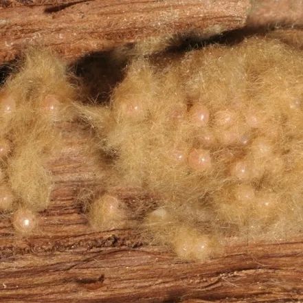 【動植物檢疫】舞毒蛾——遠洋巨輪上危險的漂泊者