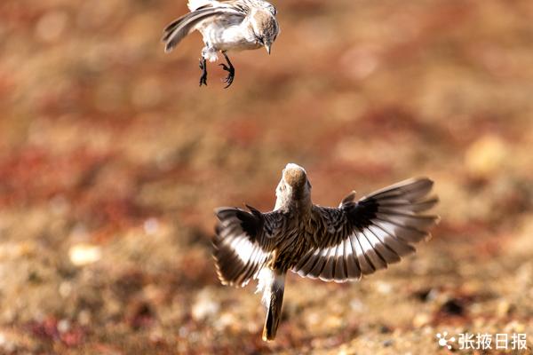 兩隻打鬥的白腰雪雀，萌翻了