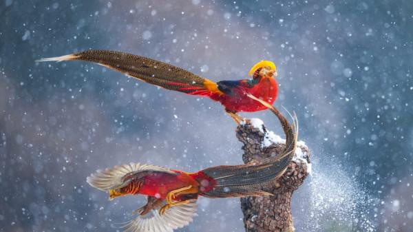 螞蟻大戰綠鳥,禿鷹看守熊寶寶,2021驚豔的野生動物攝影 螞蟻大戰綠鳥,禿鷹看守熊寶寶,2021驚豔的野生動物攝影