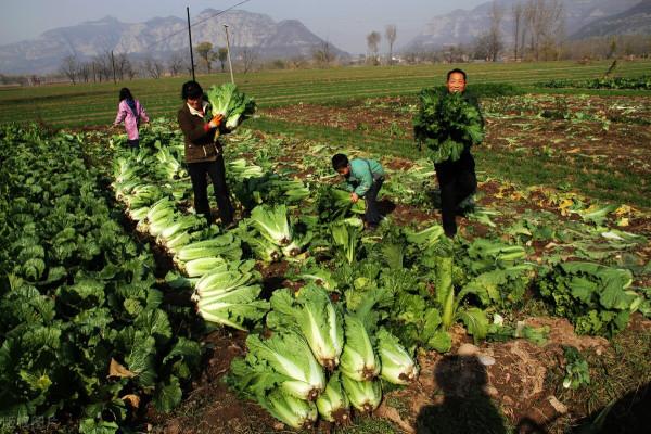 小雪節令能種哪些菜?別擔心,這三種越冬耐寒菜現在種不算遲 小雪節令能種哪些菜?別擔心,這三種越冬耐寒菜現在種不算遲