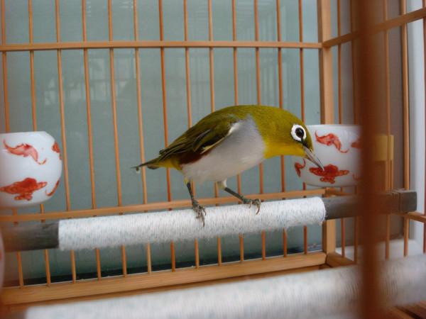 即將消失的中國養鳥文化:古代進貢皇家的繡眼鳥是暗綠還是紅肋? 即將消失的中國養鳥文化:古代進貢皇家的繡眼鳥是暗綠還是紅肋?