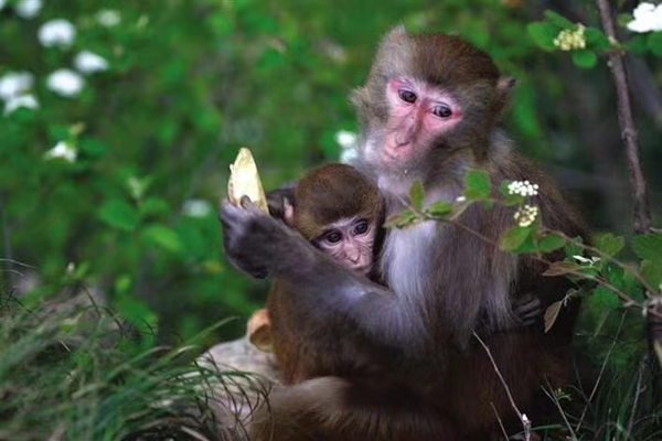 呂洞秘境·聖山傳奇