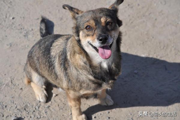 大娘從垃圾箱裡撿到“小野貨”,能辨別善與惡,老人:金山都不換 大娘從垃圾箱裡撿到“小野貨”,能辨別善與惡,老人:金山都不換