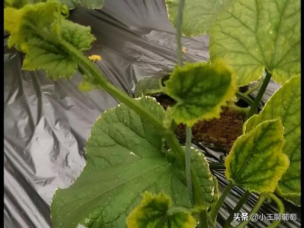 蔬菜葉片幹邊現象頻繁出現！這些原因一定要知道