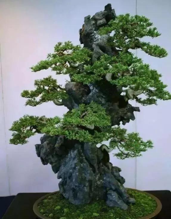 奇石盆景，別具一格