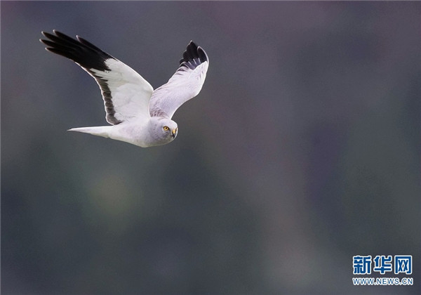 騰衝北海溼地迎來最佳觀鳥季 這些鳥你認識嗎？
