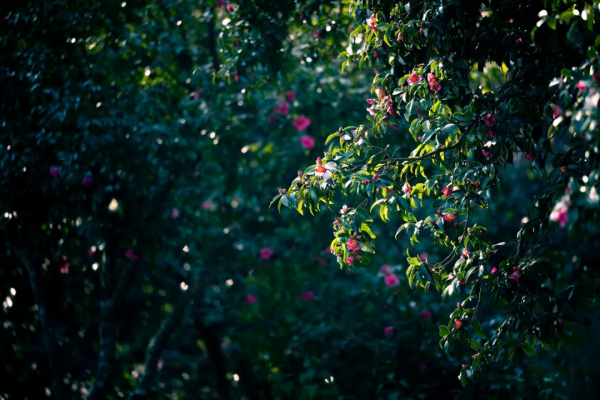 冬日騰衝,方圓十里有花香 冬日騰衝,方圓十里有花香