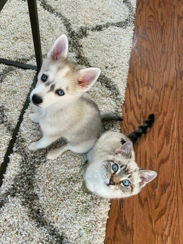 50只有其他媽媽兄弟的可愛動物