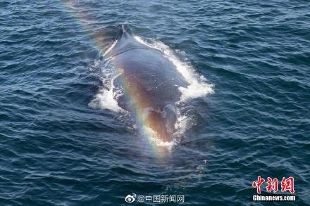 太美了！鯨魚噴出彩虹畫面