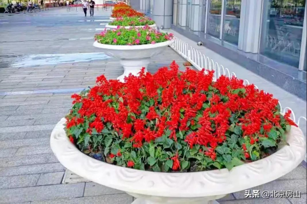 國慶遊房山（一）：花團錦簇 祝福祖國