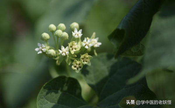 每天學習一味中藥——隔山消