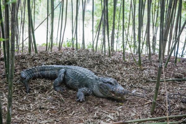 今天是國際珍稀動物保護日，快來認識一下這些小可愛
