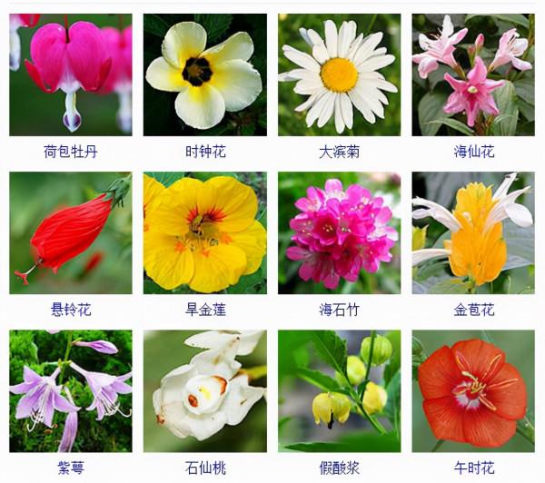 認識這常見800種景觀觀花植物,從此花神就是你!附植物習性種植 認識這常見800種景觀觀花植物,從此花神就是你!附植物習性種植