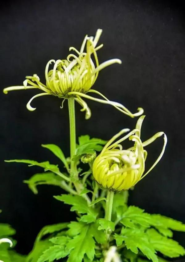 世界金獎醉美的花卉