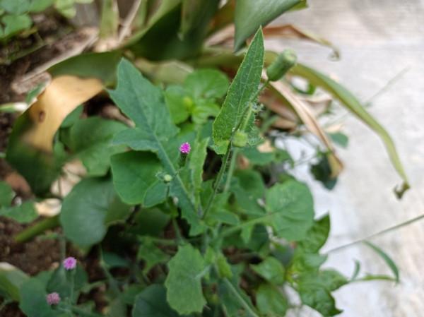 農村2種常見的野菜，家鄉人都喜歡吃，藥食兩用效果好，誰吃誰好