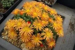 多肉少將，花名很颯！外形卻可愛如&OpenCurlyDoubleQuote;皮卡丘&rdquo;和&OpenCurlyDoubleQuote;龍貓&rdquo;