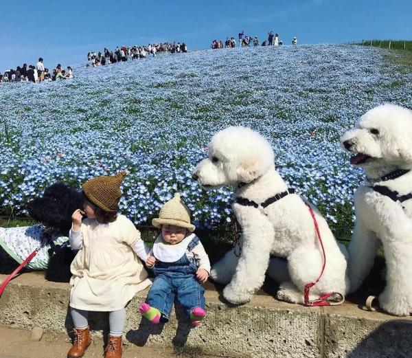日本奶奶分享小孫女和三隻大狗狗的日常，治癒了56萬+網友…